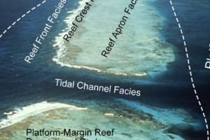 🏝️ Carbonate Depositional Systems and Reservoirs
